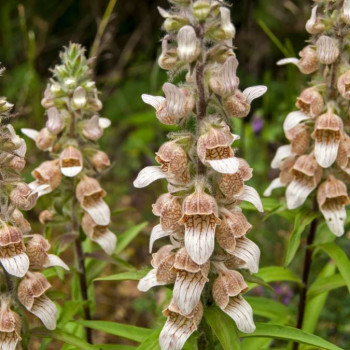 Digitalis lanata  Pot 9 