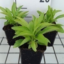 Digitalis lutea  Pot 9 
