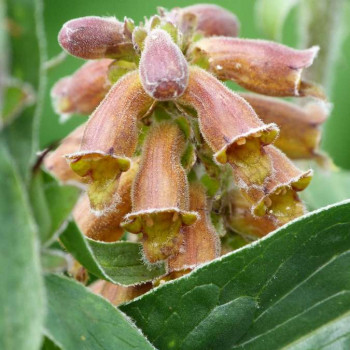 Digitalis parviflora  Pot 9 