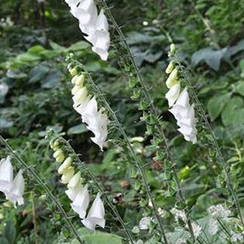 Digitalis purp. 'Alba'  Pot 9 