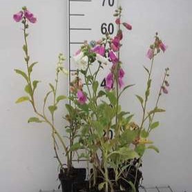 Digitalis purp. 'Gloxiniiflora'  Pot 9 