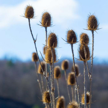 Dipsacus fullonum  Pot 9 