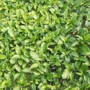Disporopsis pernyi  Pot 9 