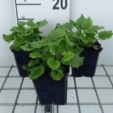 Doronicum or. 'Little Leo'  Pot 9 