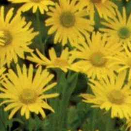 Doronicum orientale  Pot 9 