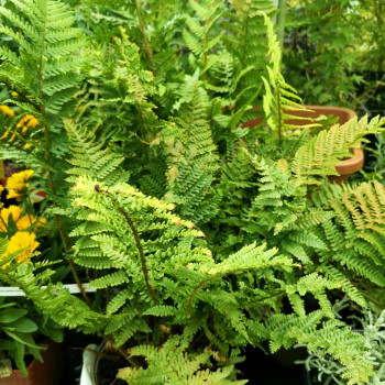 Dryopteris aff. 'Crispa'  CT 2 litres 