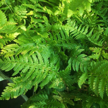 Dryopteris aff. 'Pinderi'  CT 2 litres 