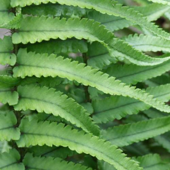 Dryopteris cycadina ( atrata)  CT 7,5 litres 