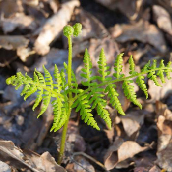 Dryopteris dilatata ( austriaca)  Pot 9 