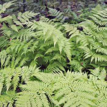 Dryopteris filix-mas  CT 2 litres 