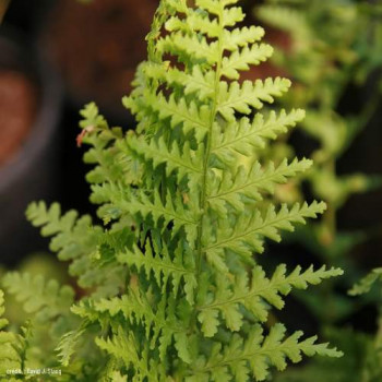 Dryopteris f.-m. 'Barnesii'  Pot 9 