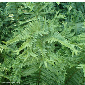 Dryopteris f.-m. 'Crispa Cristata'  Pot 9 