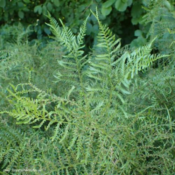 Dryopteris f.-m. 'Lin. Polydactyl'  CT 2 litres 