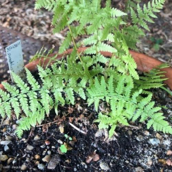 Dryopteris cristata  Pot 9 