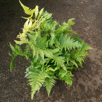 Dryopteris erythrosora  CT 2 litres 