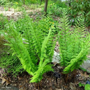 Dryopteris goldiana  Pot 9 