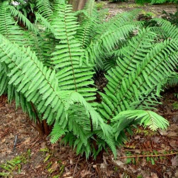 Dryopteris wallichiana  CT 2 litres 