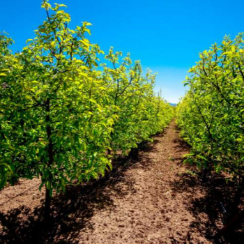 Dwergappel - pommier nain Tige 50 Pot 23 