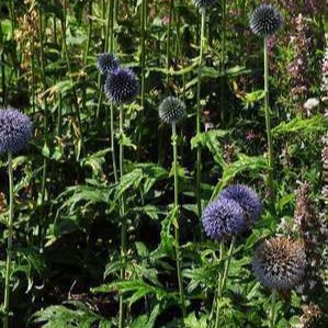 Echinops bann. 'Blue Globe'  Pot 9 