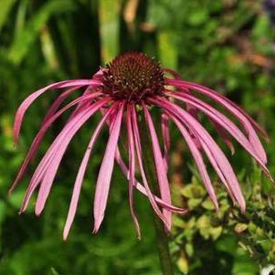 Echinacea pallida  Pot 9 