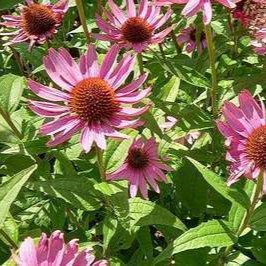 Echinacea purpurea  Pot 9 