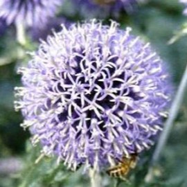 Echinops ritro  Pot 9 