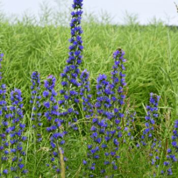 Echium vulgare  Pot 9 