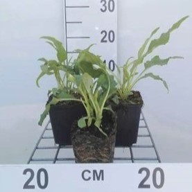 Echinacea purp. 'Green Jewel'®  Pot 9 