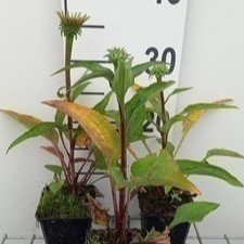 Echinacea purp. 'Green Twister'  Pot 9 