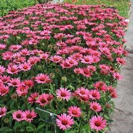 Echinacea purp. 'J.s.roho'®  Pot 9 