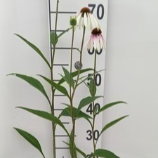 Echinacea purp. 'Pretty Parasols'(js engeltje)®  Pot 9 