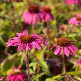 Echinacea purp. 'Pow Pow Wildberry'  Pot 9 