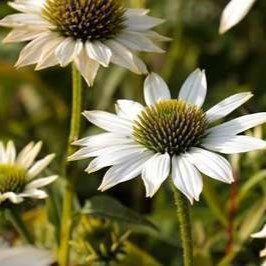 Echinacea purp. 'Pow Wow White'  Pot 9 