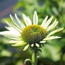 Echinacea purp. 'Alba'  CT 2 litres 