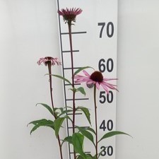 Echinacea purp. 'Augustkönigin'  Pot 9 