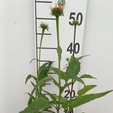 Echinacea purp. 'Cheyenne Spirit'  Pot 9 