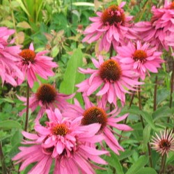 Echinacea purp. 'Doubledecker'  Pot 9 