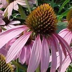 Echinacea purp. 'Leuchtstern'  Pot 9 
