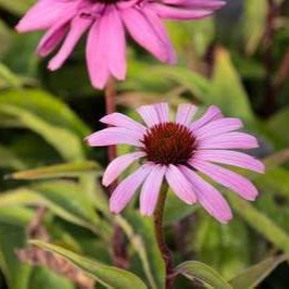 Echinacea purp. 'Magnus'  Pot 9 