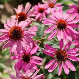 Echinacea purp. 'Rubinstern'  Pot 9 