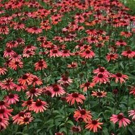 Echinacea purp. 'Sundown'®  Pot 9 