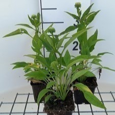 Echinacea purp. 'Sunrise'®  Pot 9 