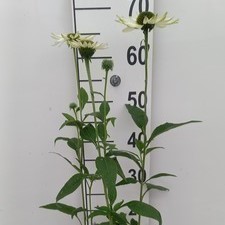Echinacea purp. 'Virgin'®  Pot 9 