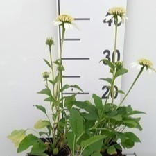 Echinacea purp. 'White Double delight'®  Pot 9 