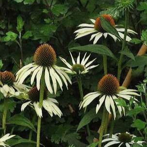 Echinacea purp. 'White Swan'  Pot 9 