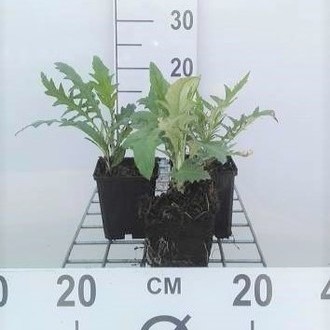 Echinops rit. 'Veitch's Blue'  Pot 9 
