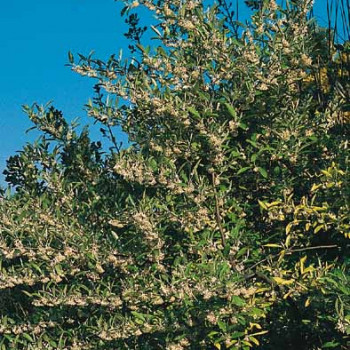 Elaeagnus angustifolia Tige 06/08 CT 