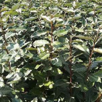 Elaeagnus ebb. 'Compacta'  CT 18 en rideau 