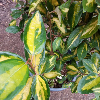 Elaeagnus ebb. 'Limelight' 0.60 à 0.80 m CT 10 litres 