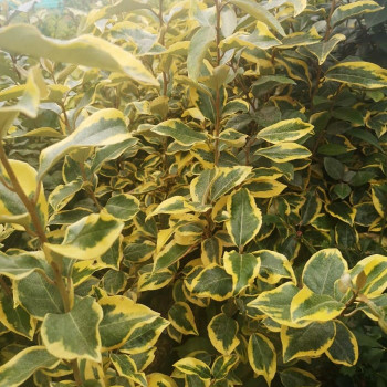 Elaeagnus ebb. 'Gilt Edge' 0.30 à 0.40 m Cont. 